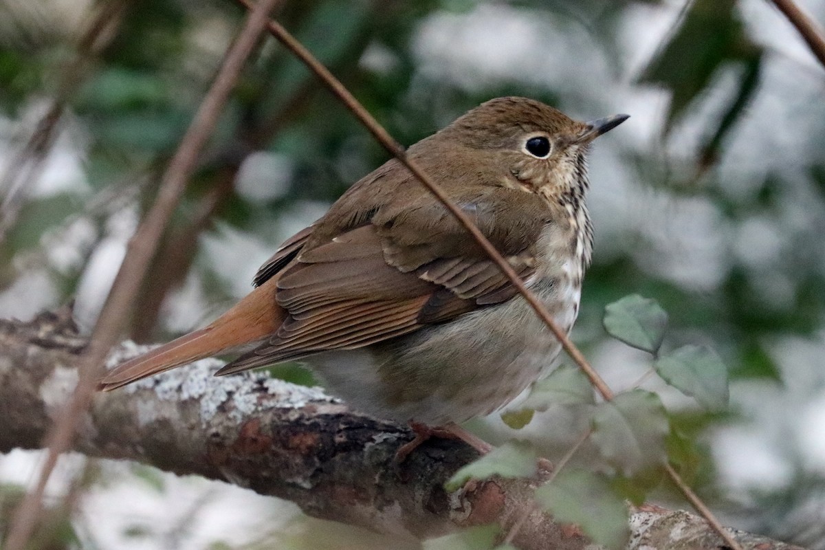 Hermit Thrush - ML134613761