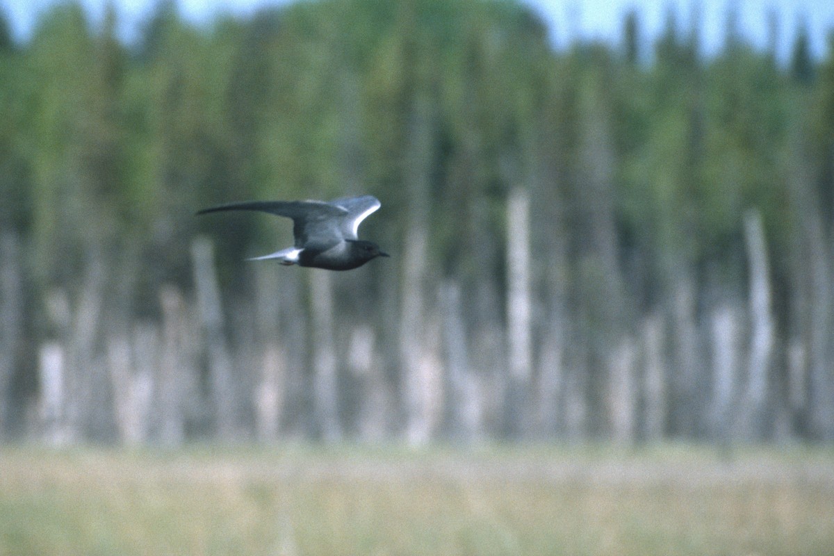 Black Tern - ML134613861