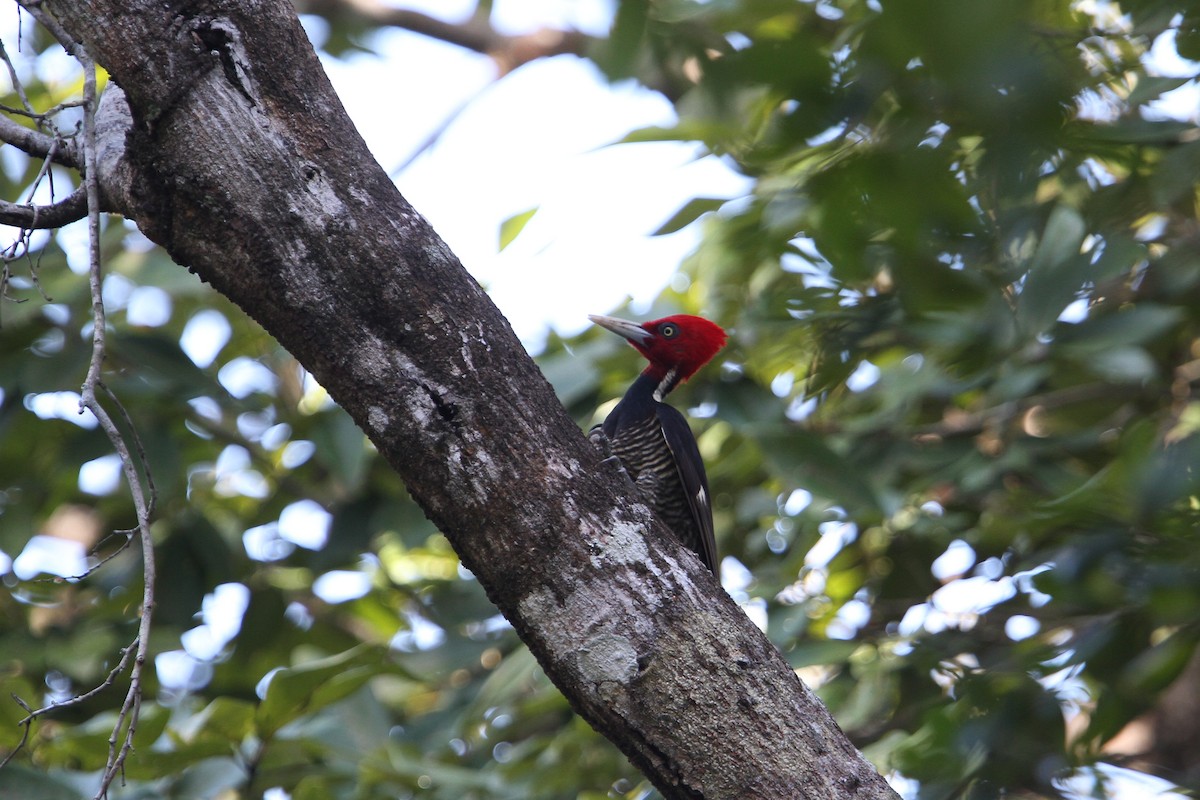 Pale-billed Woodpecker - ML134614781