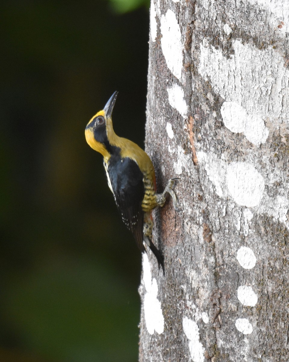 Golden-naped Woodpecker - ML134615091