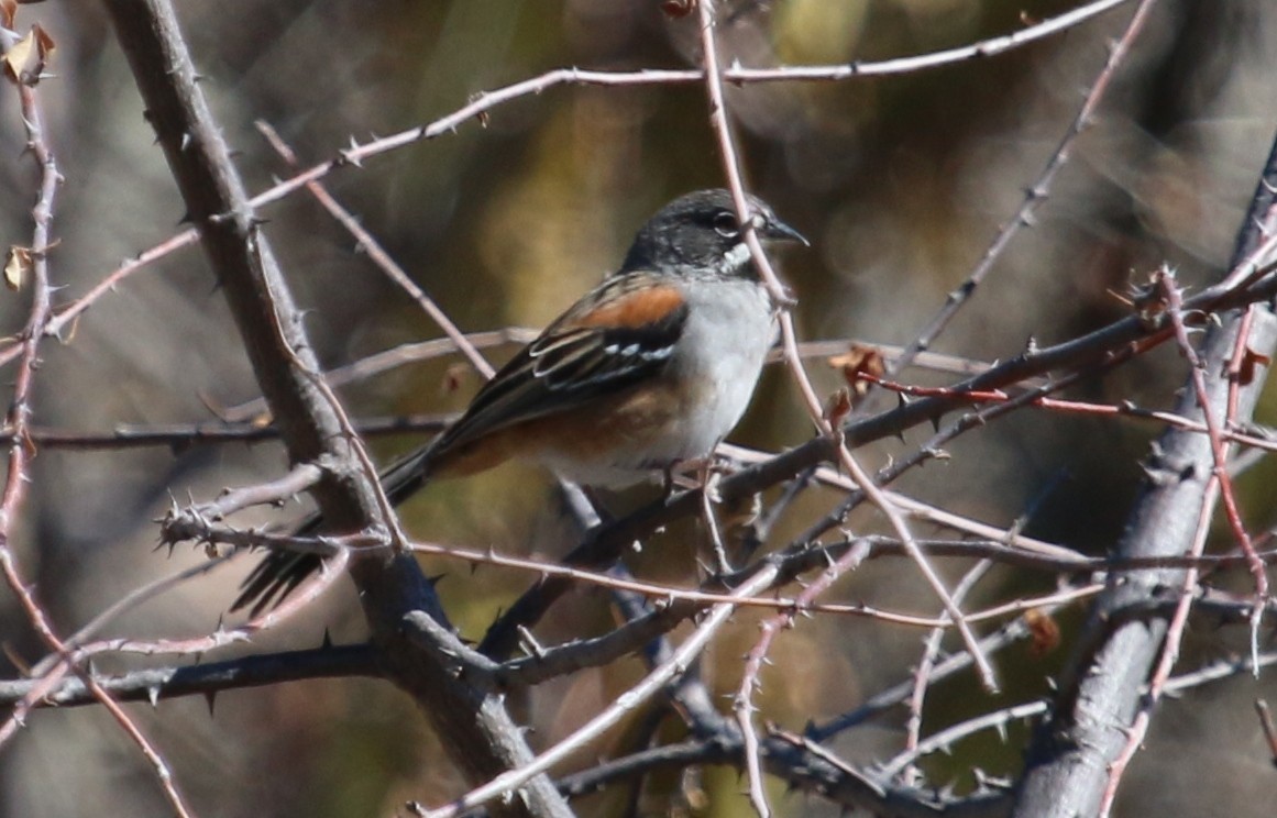 Bridled Sparrow - ML134615841