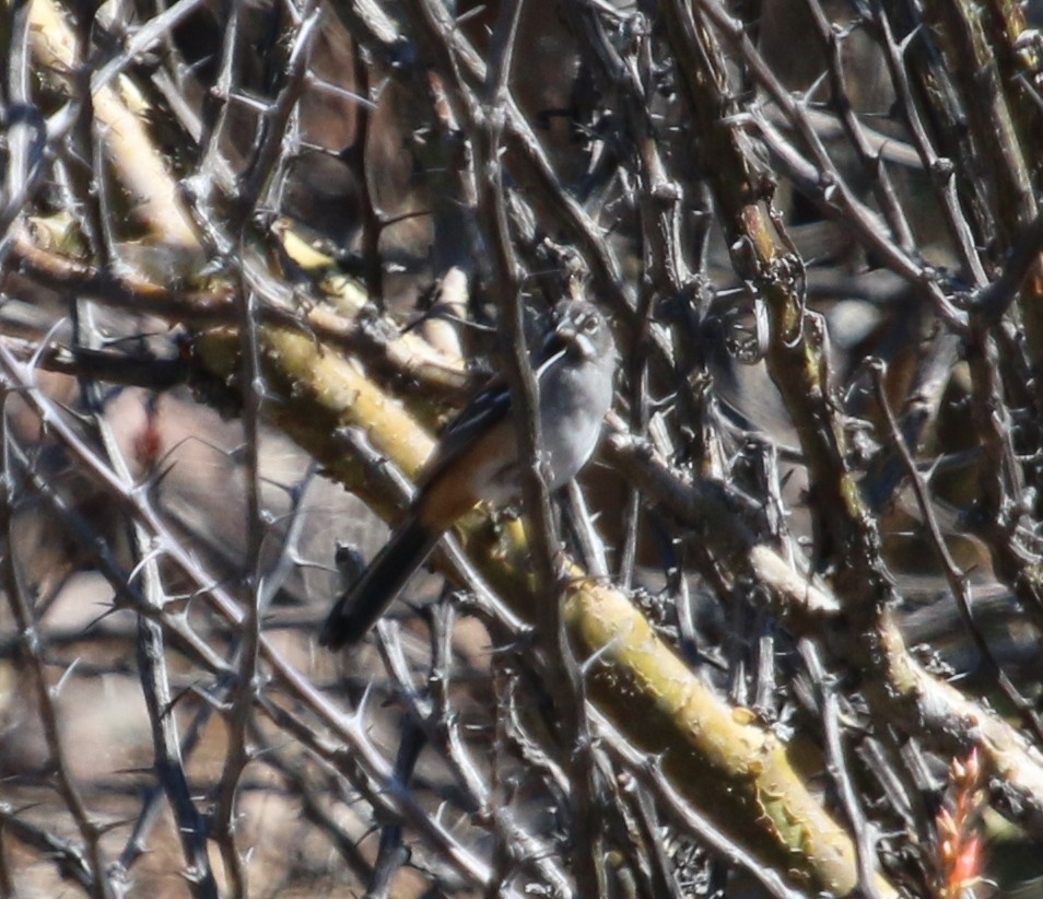 Bridled Sparrow - ML134615851