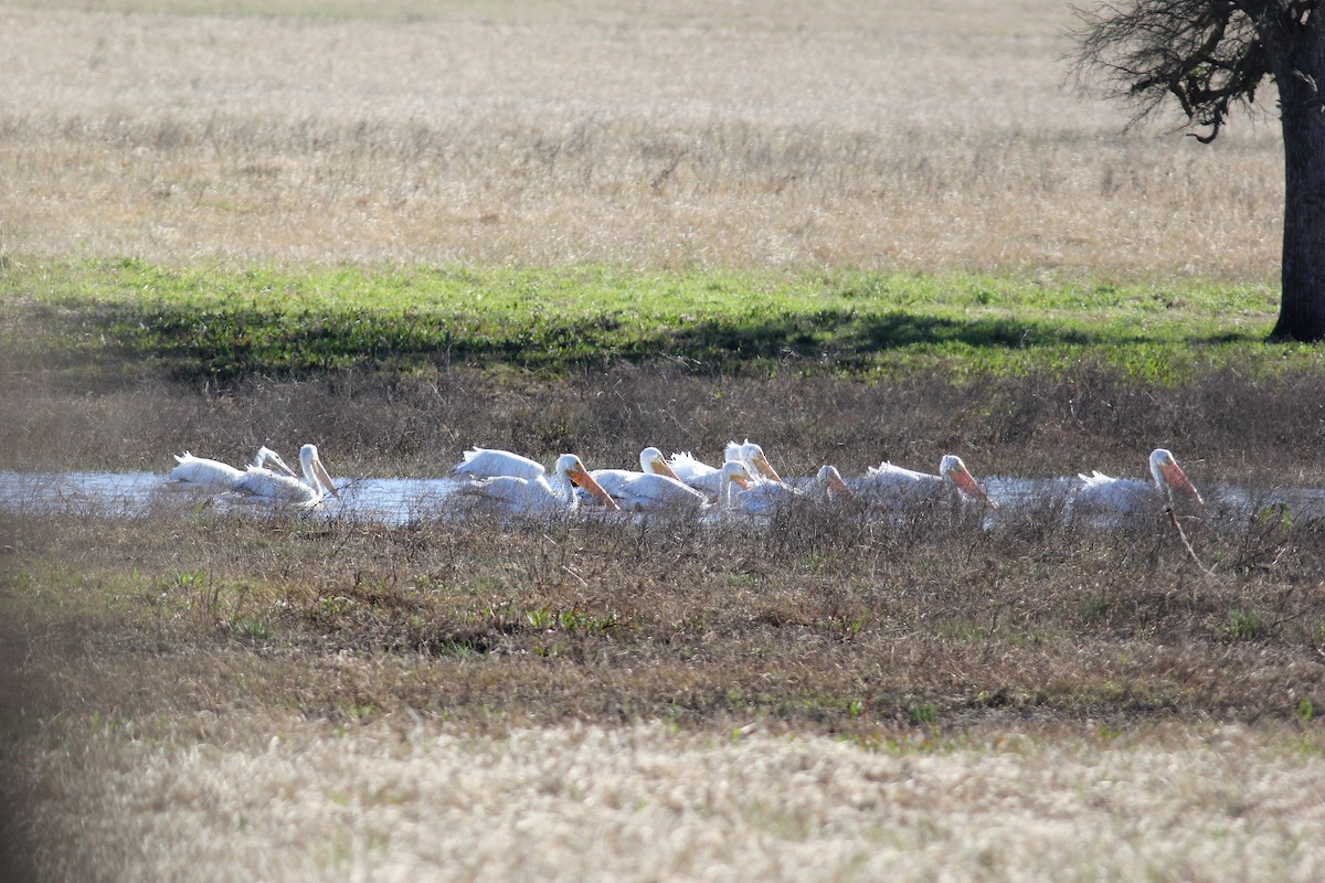 American White Pelican - ML134615951