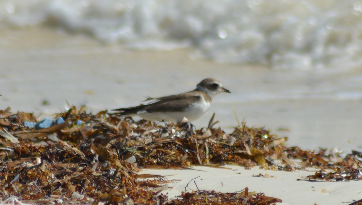 Semipalmated Plover - ML134616701