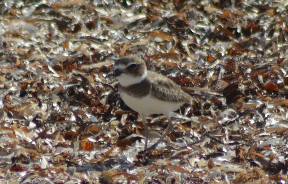 Wilson's Plover - ML134616821