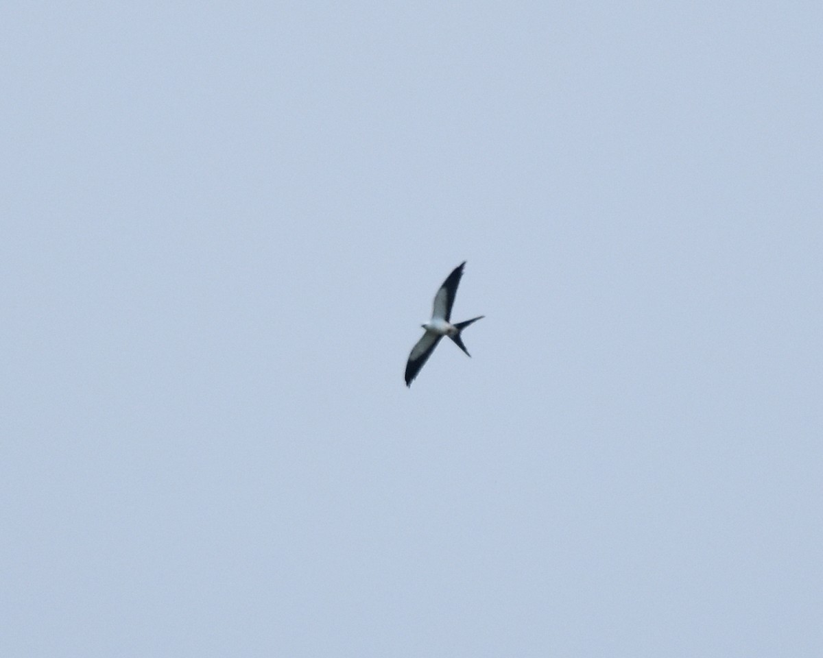 Swallow-tailed Kite - ML134616861
