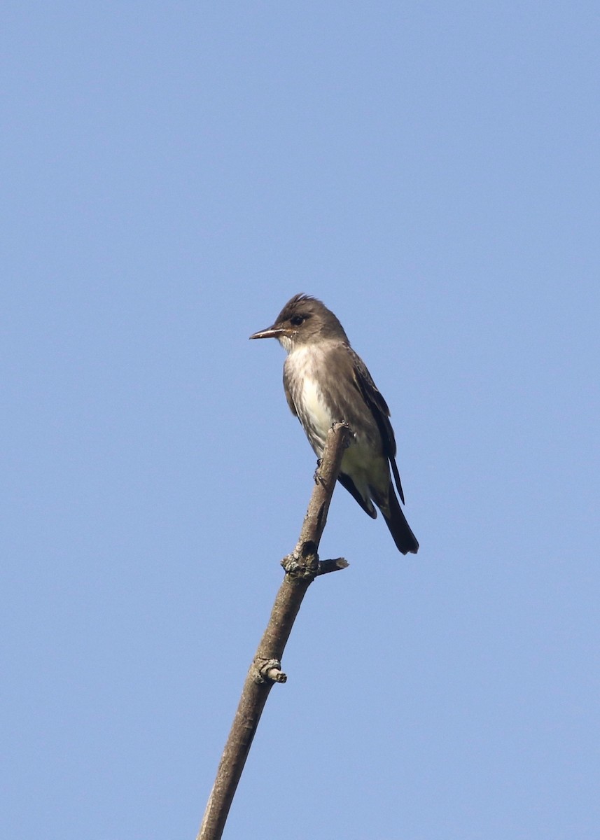 Olive-sided Flycatcher - ML134617191