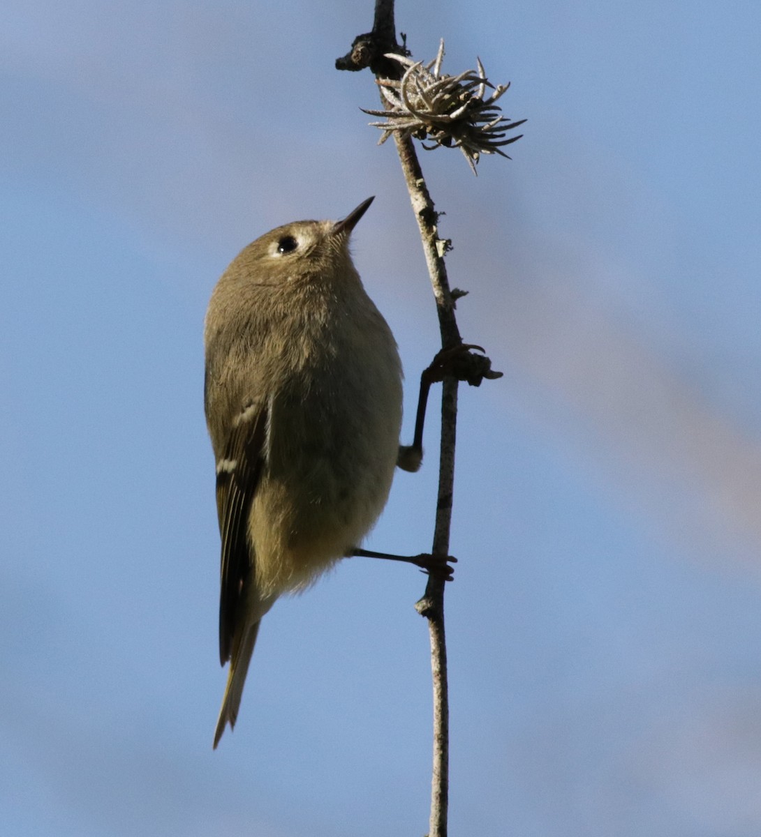 Roitelet à couronne rubis - ML134617381