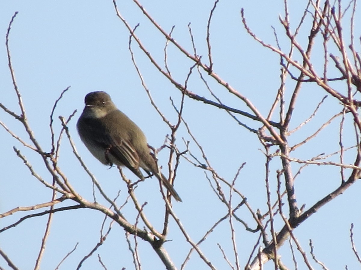 Eastern Phoebe - ML134618421