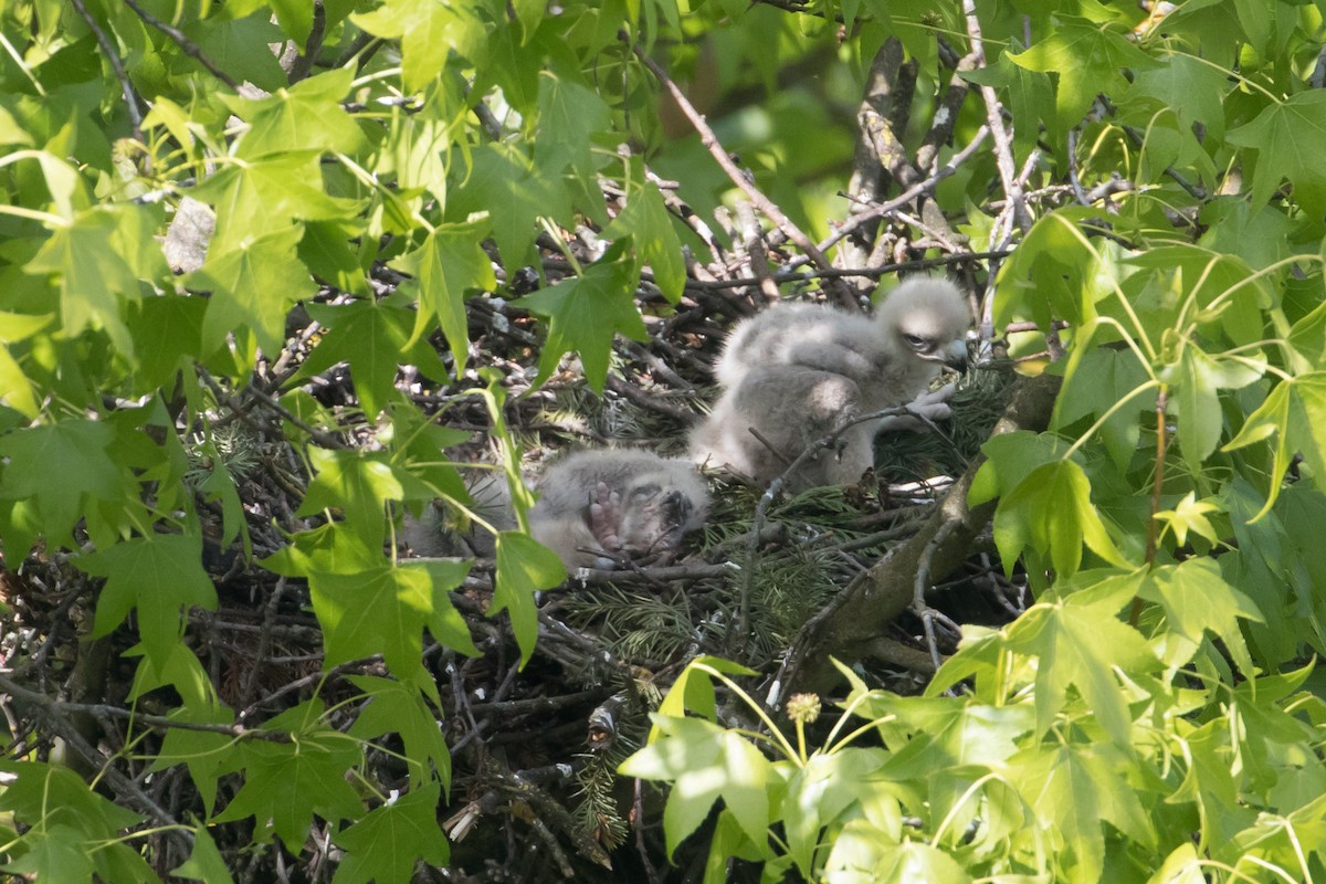 Red-tailed Hawk - Audrey Addison