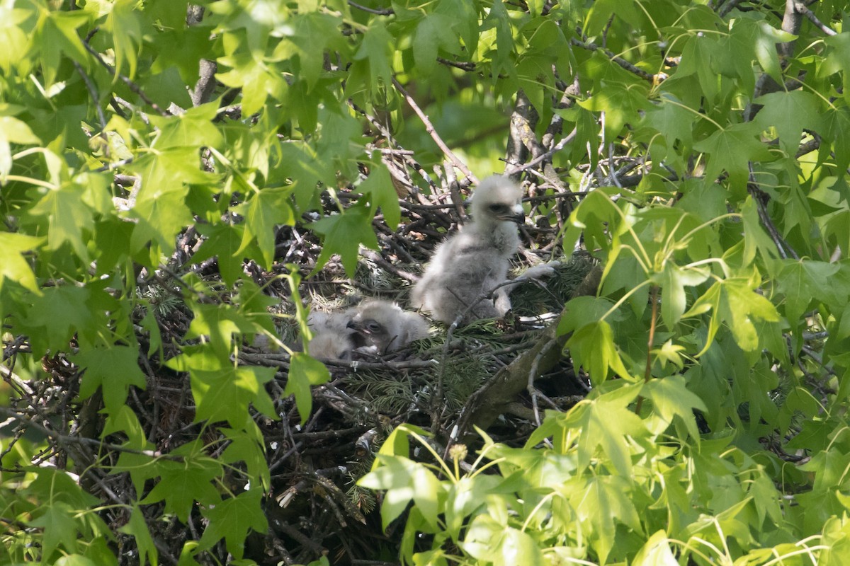 Red-tailed Hawk - ML134618471