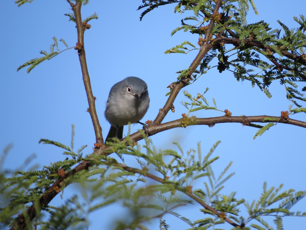 Blue-gray Gnatcatcher - T Robertson