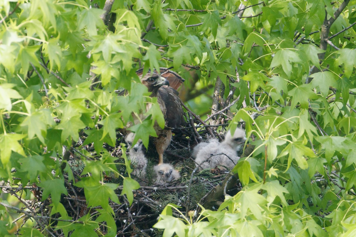 Red-tailed Hawk - ML134619331