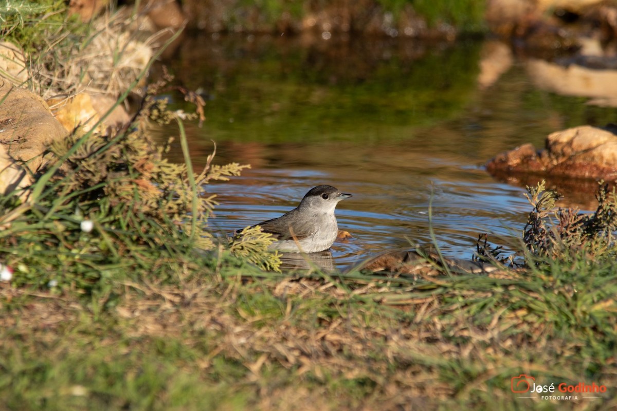 Eurasian Blackcap - ML134619521