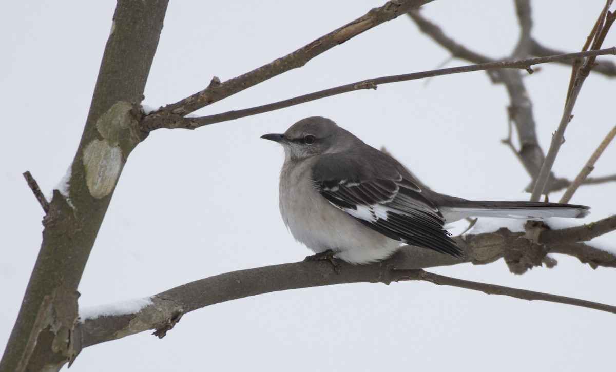 Northern Mockingbird - ML134619561