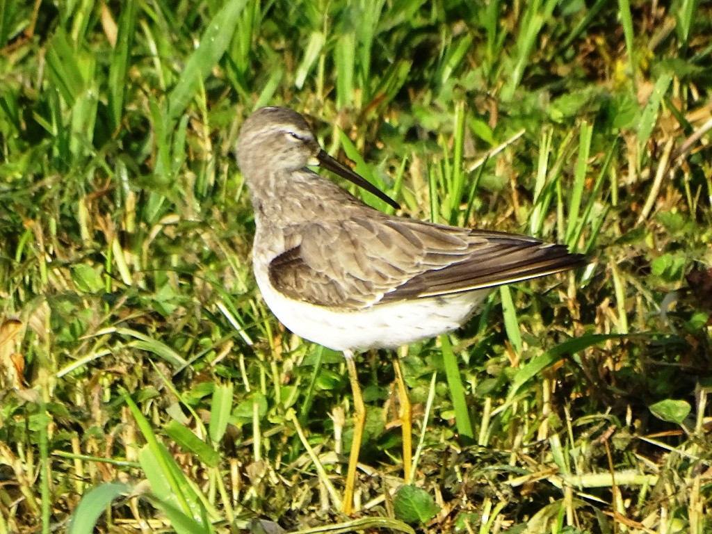 Stilt Sandpiper - ML134620141