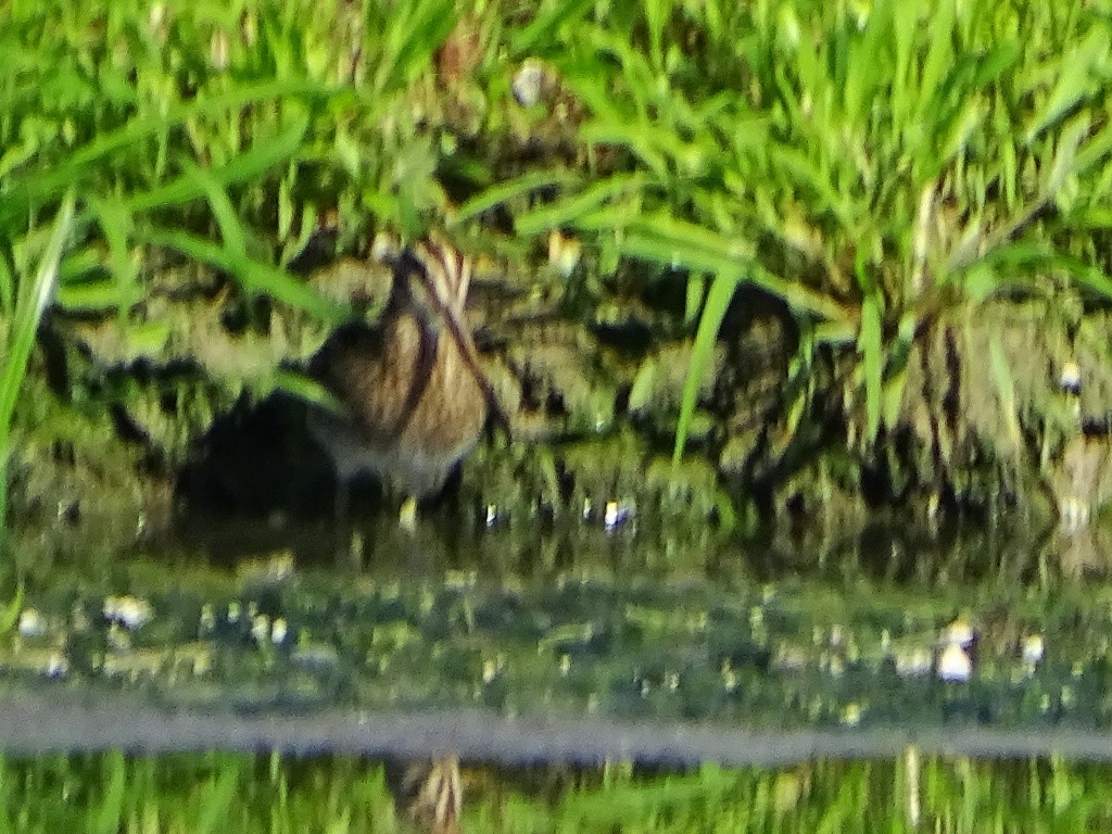 Wilson's Snipe - ML134620331