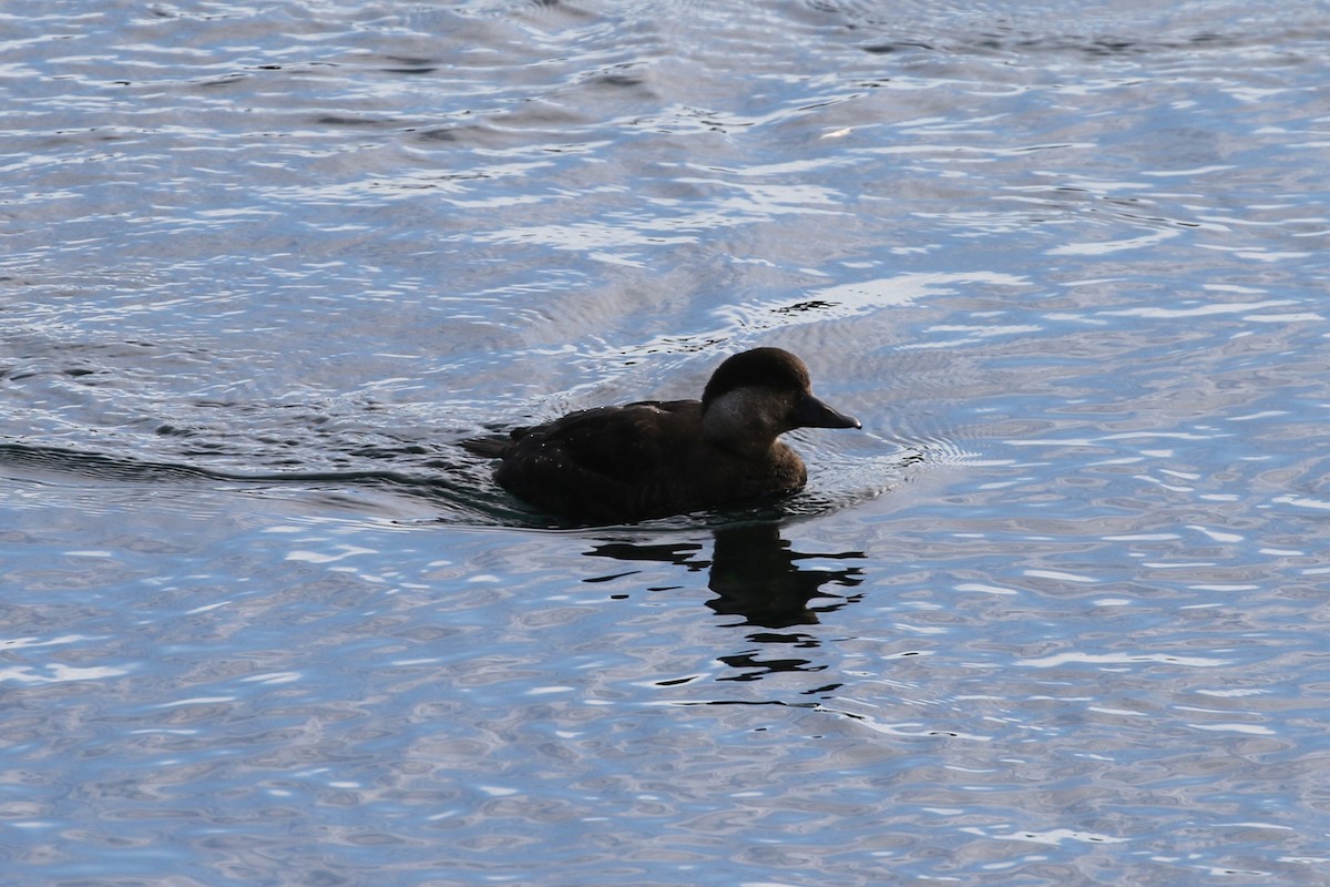 Black Scoter - Evan Dalton