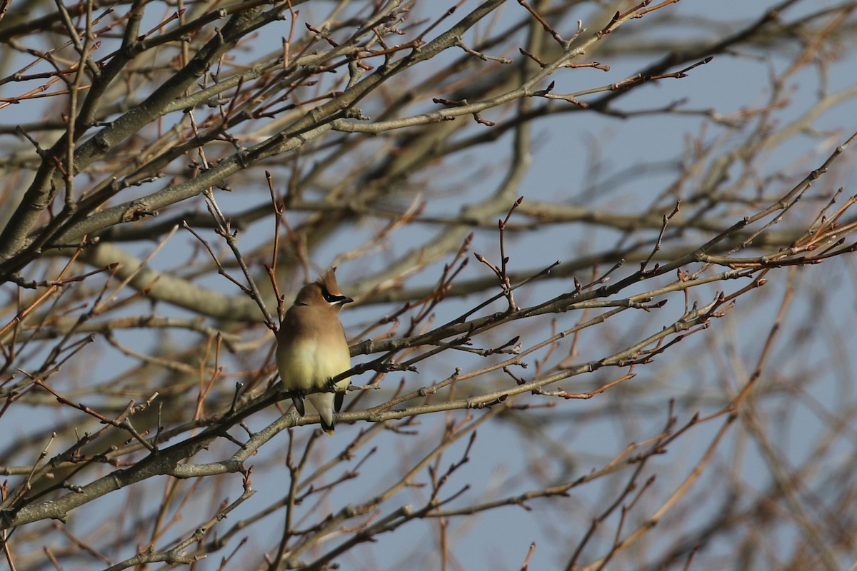 Cedar Waxwing - ML134621471