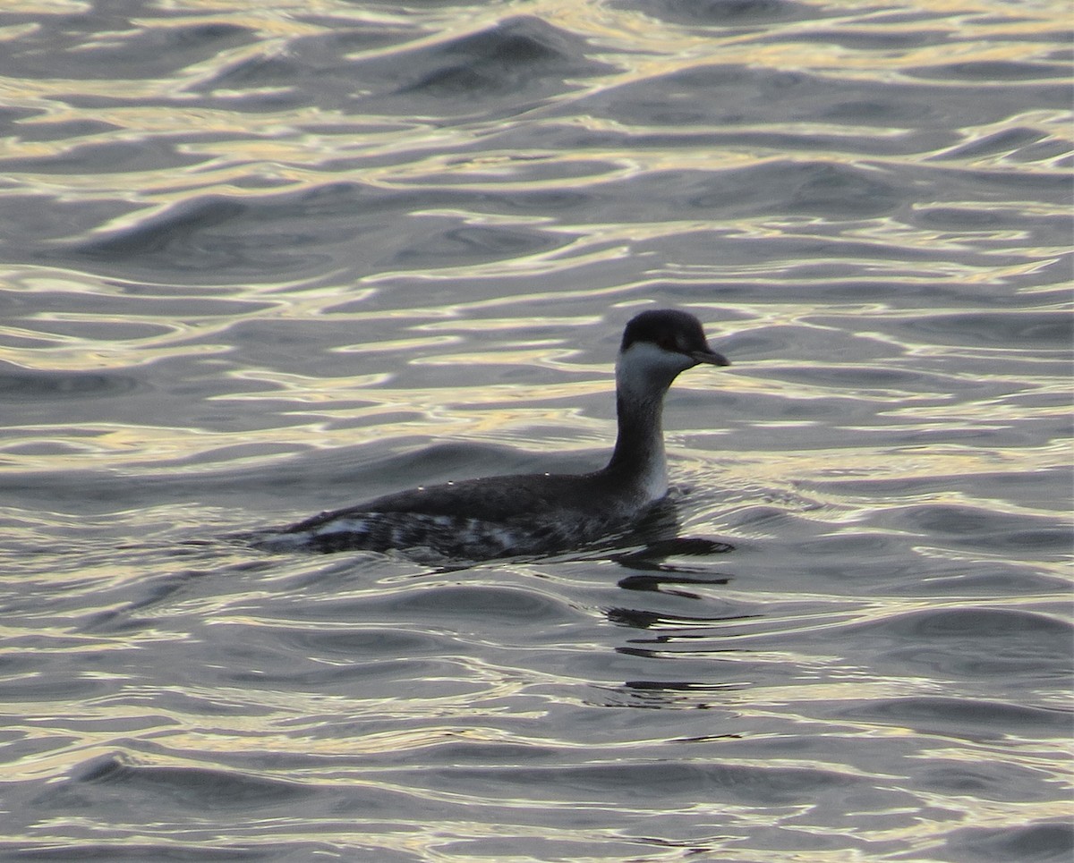 Horned Grebe - John Gaglione