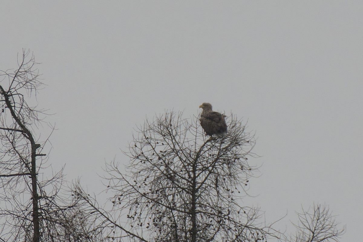 White-tailed Eagle - Roman Pícha