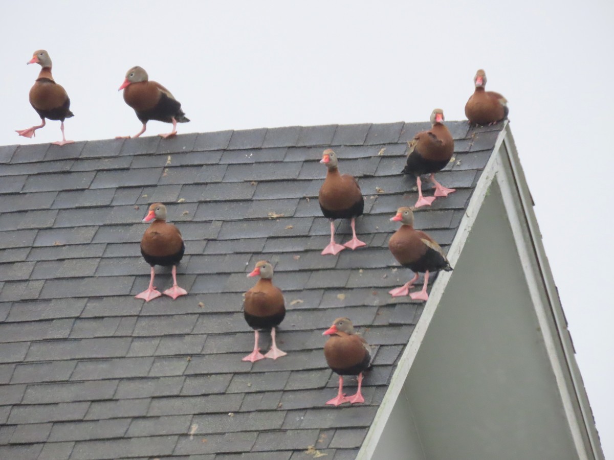 Black-bellied Whistling-Duck - ML134622301