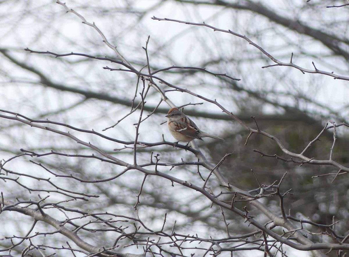 American Tree Sparrow - ML134622371