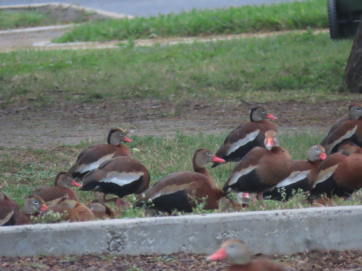 Black-bellied Whistling-Duck - ML134622481