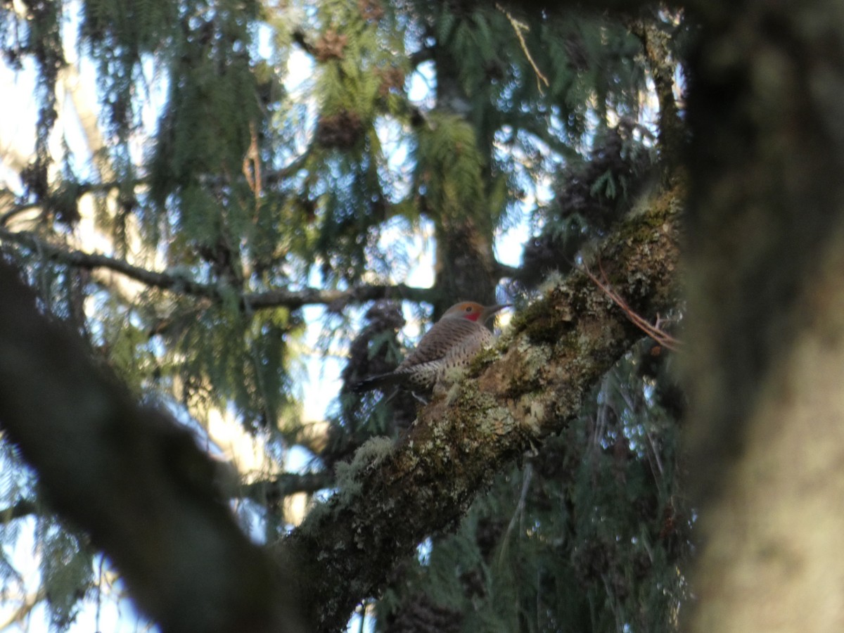 Northern Flicker (Red-shafted) - ML134622681