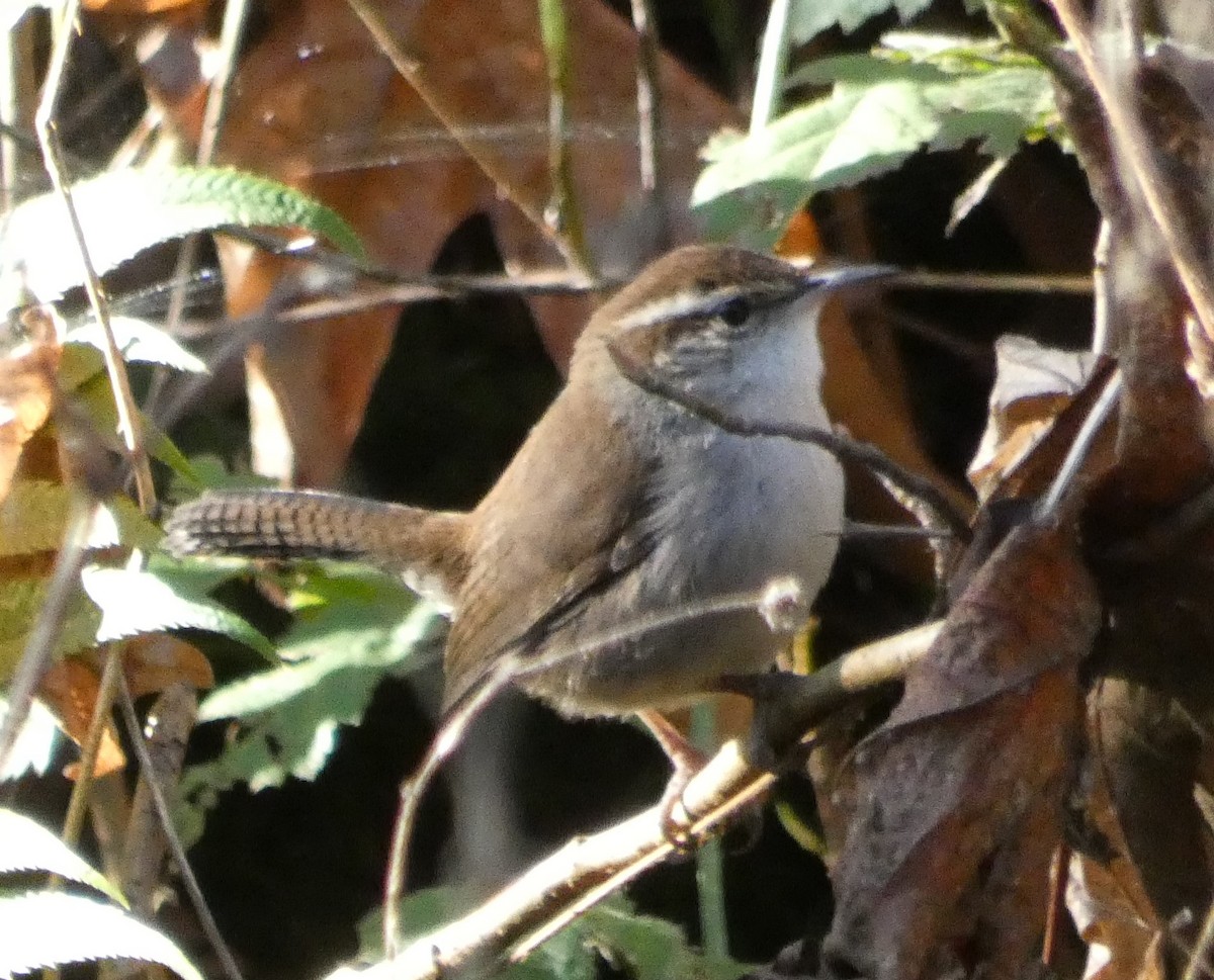 Bewick's Wren - ML134622761