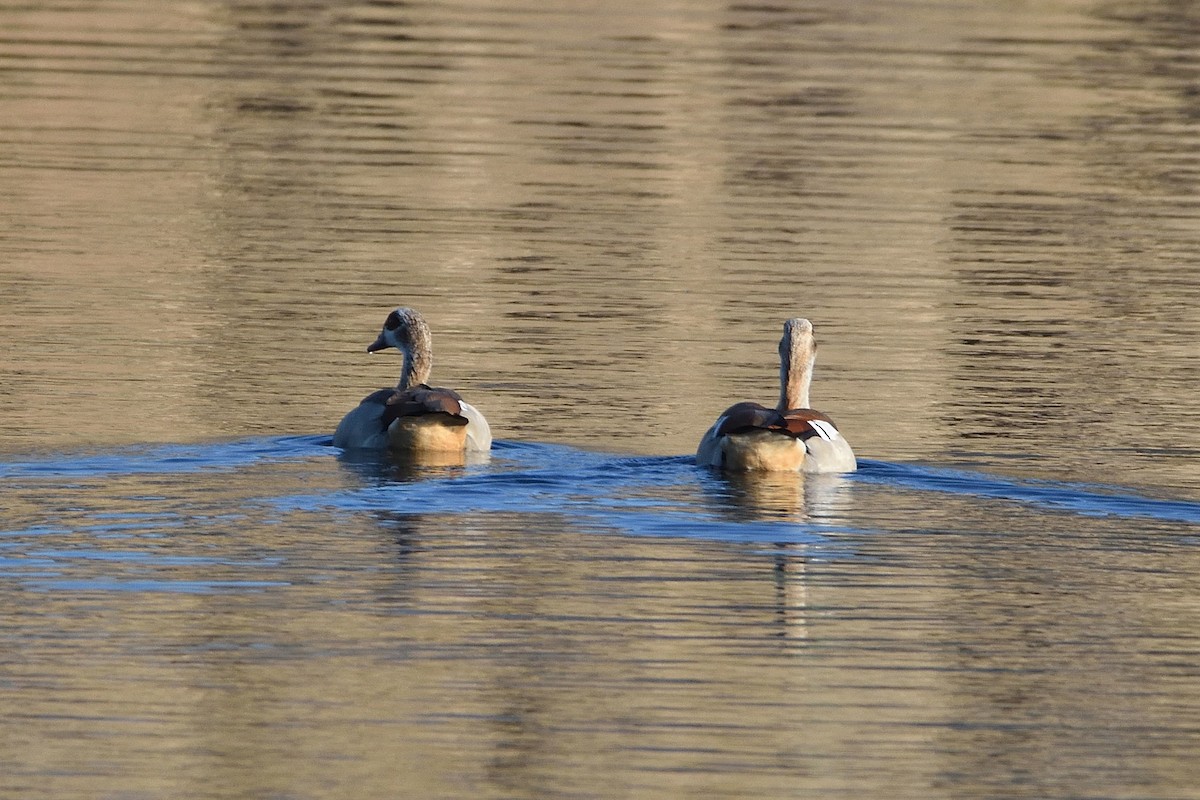 Egyptian Goose - ML134622861