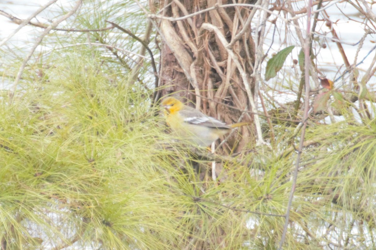 Bullock's Oriole - ML134622901