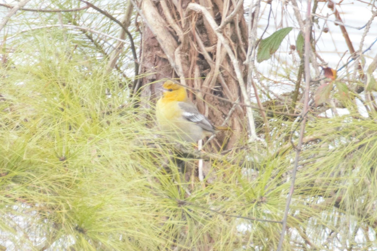 Bullock's Oriole - ML134622921