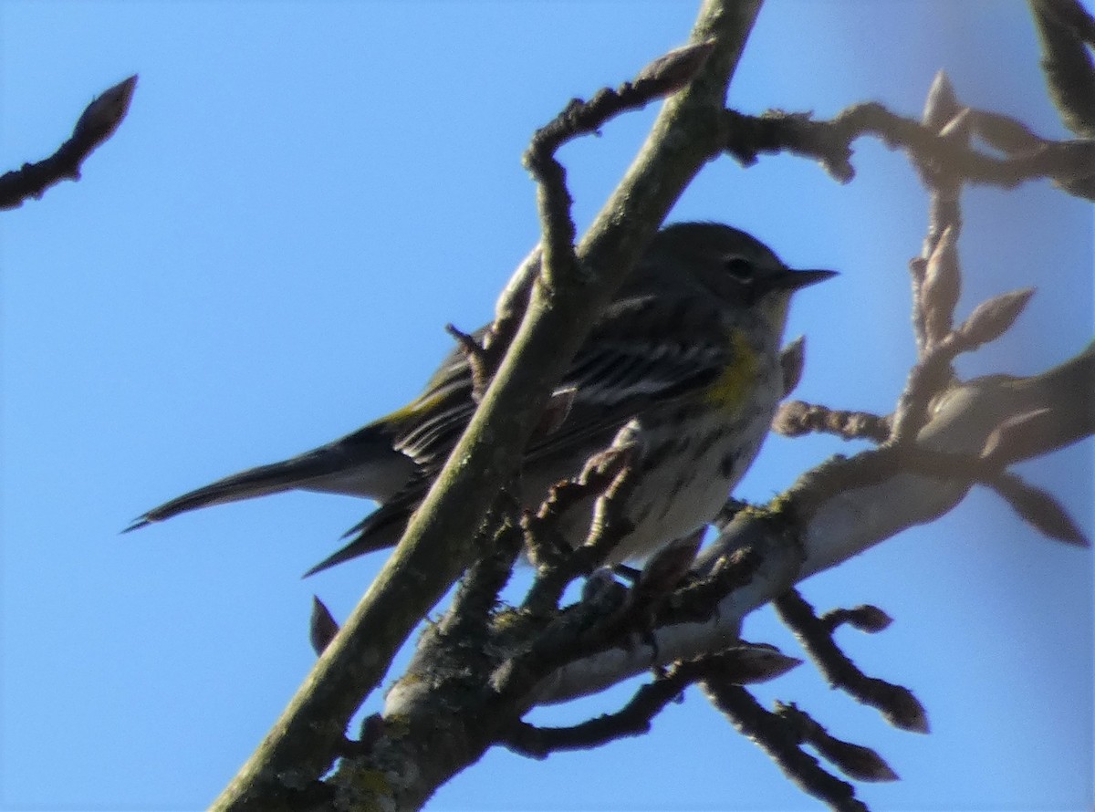 Kronenwaldsänger (Audubonwaldsänger) - ML134623151