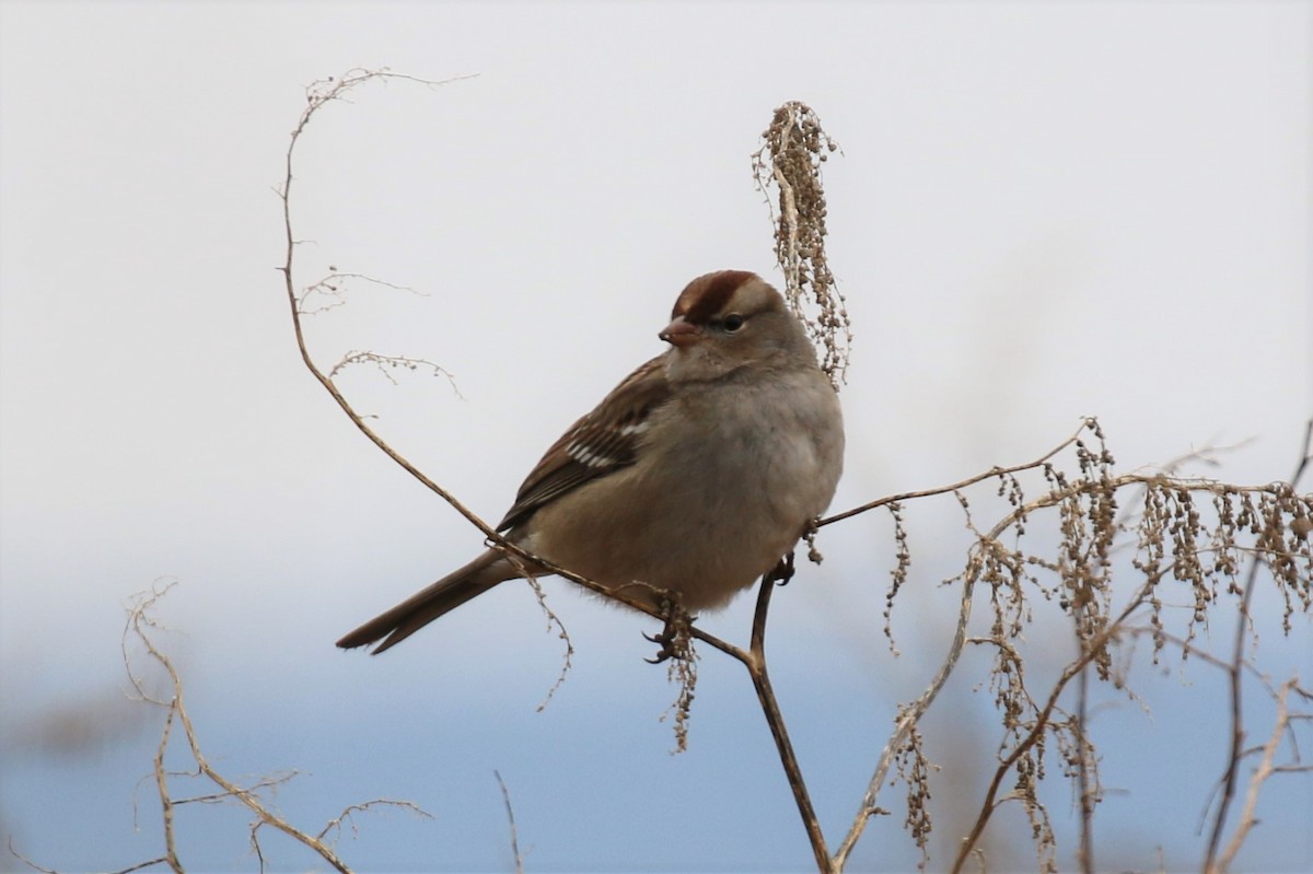 White-crowned Sparrow - ML134625691