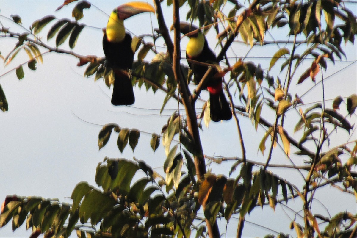 Yellow-throated Toucan (Chestnut-mandibled) - ML134625931