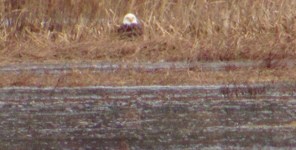 Bald Eagle - ML134626621