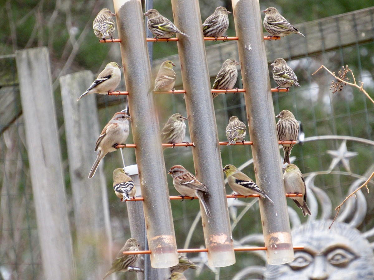 Pine Siskin - ML134627121