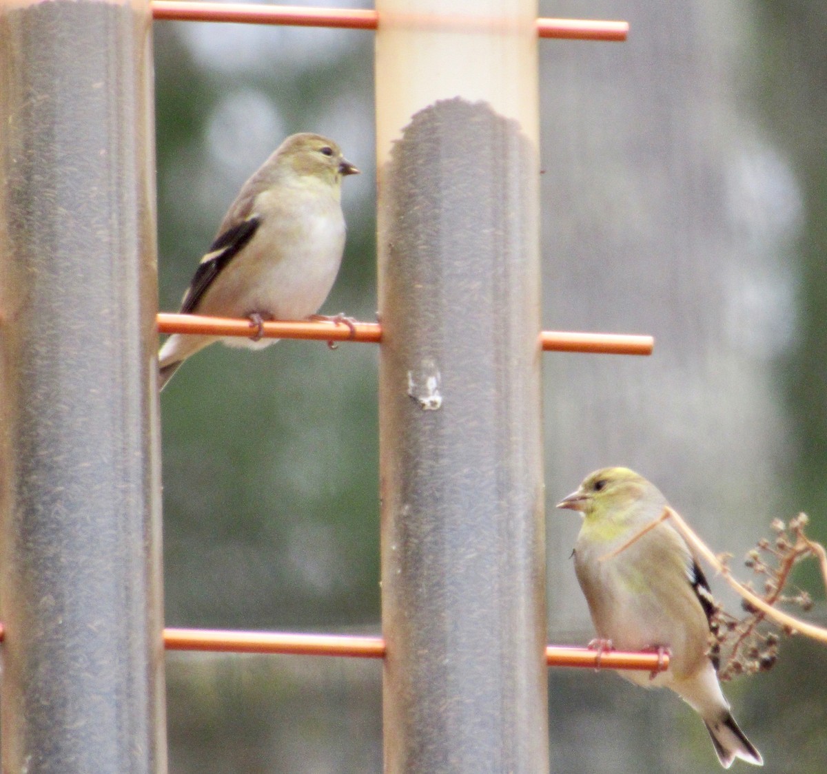 American Goldfinch - ML134627451