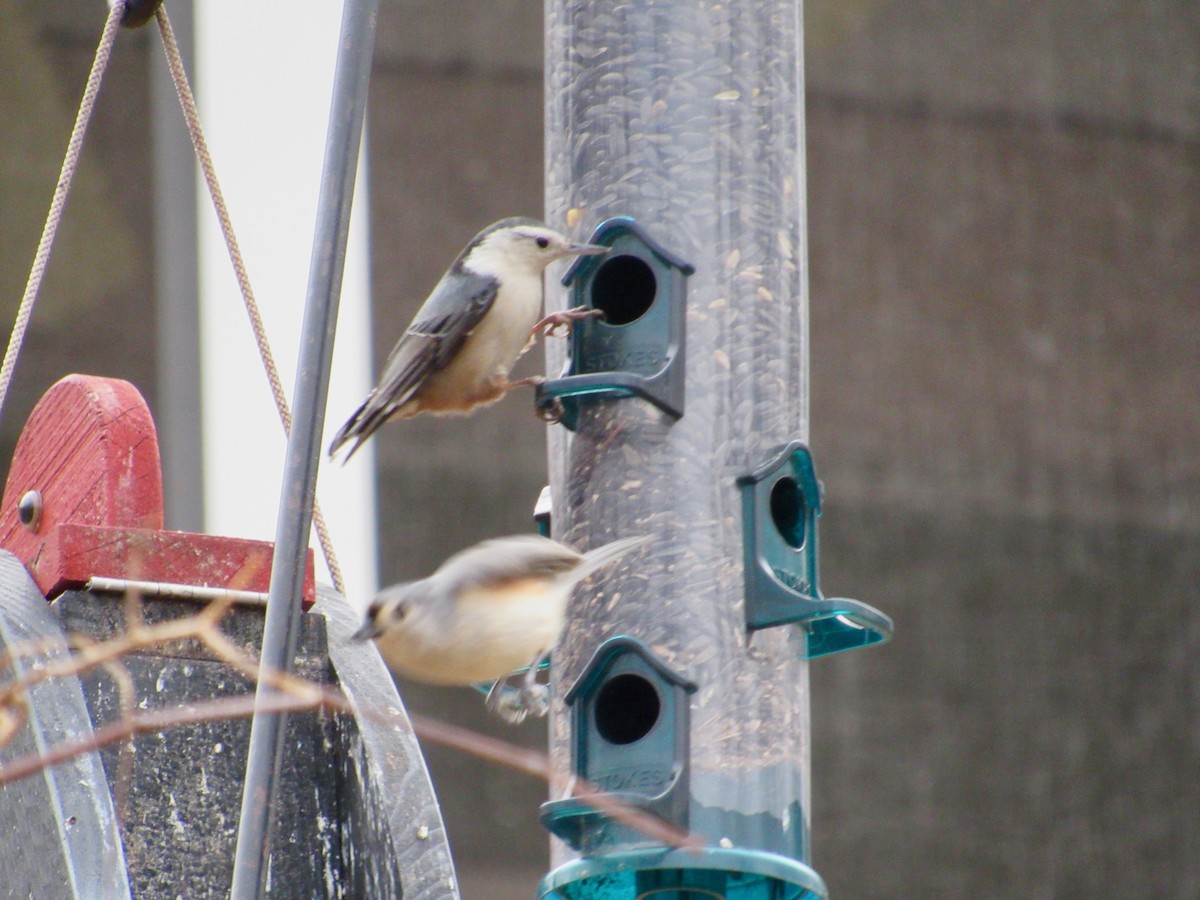 White-breasted Nuthatch - ML134627821