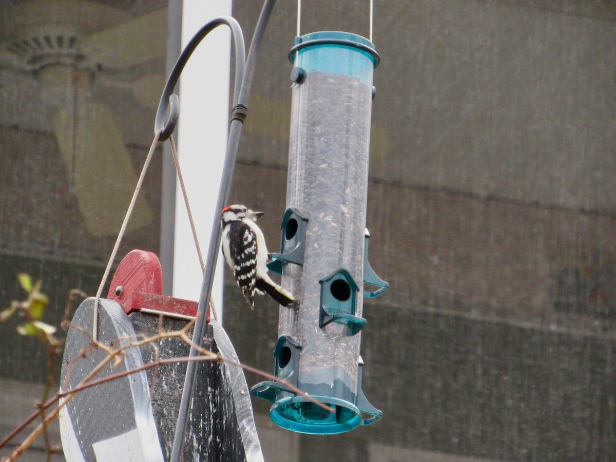 Downy Woodpecker - ML134627901