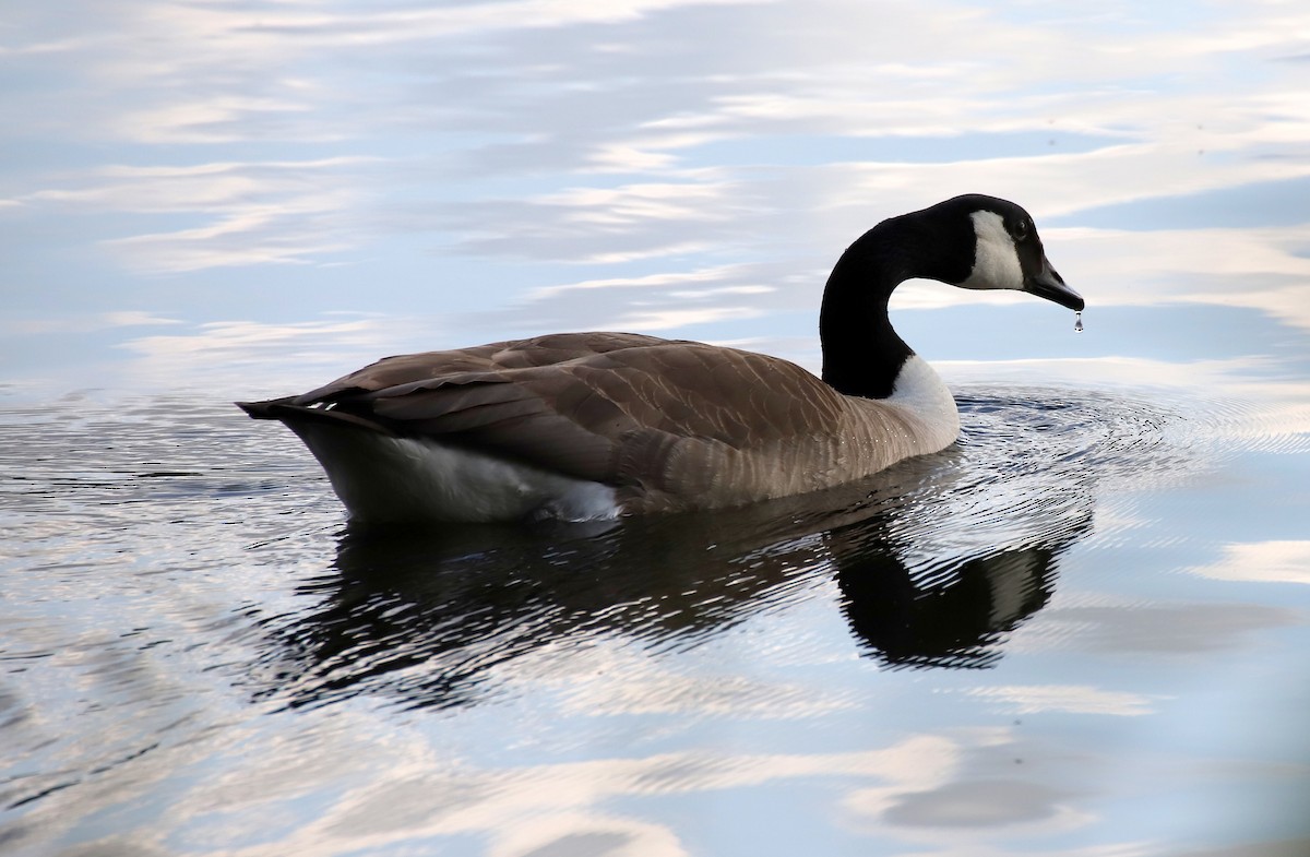 Canada Goose - ML134627911