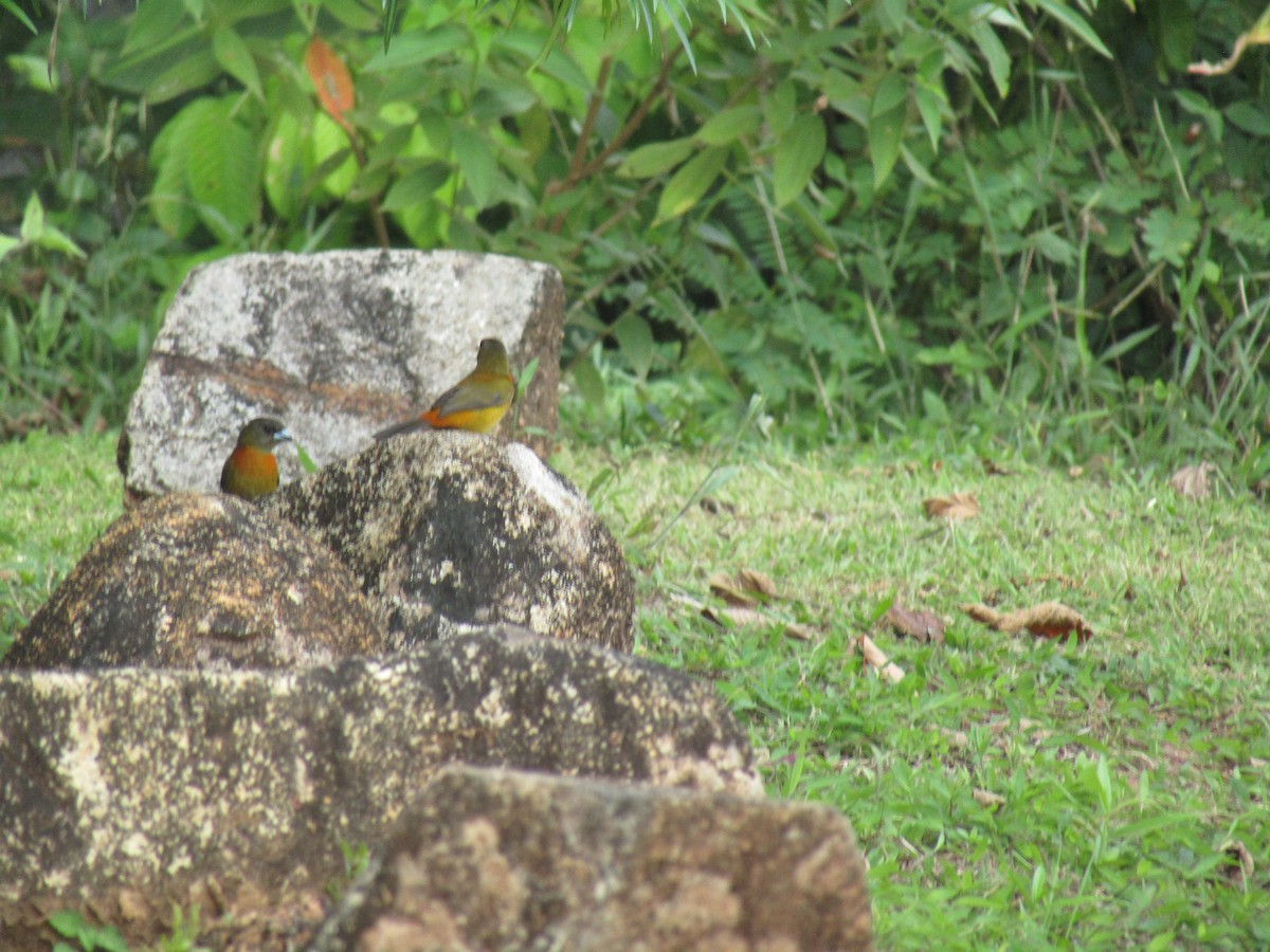 Tangara Terciopelo (costaricensis) - ML134627951