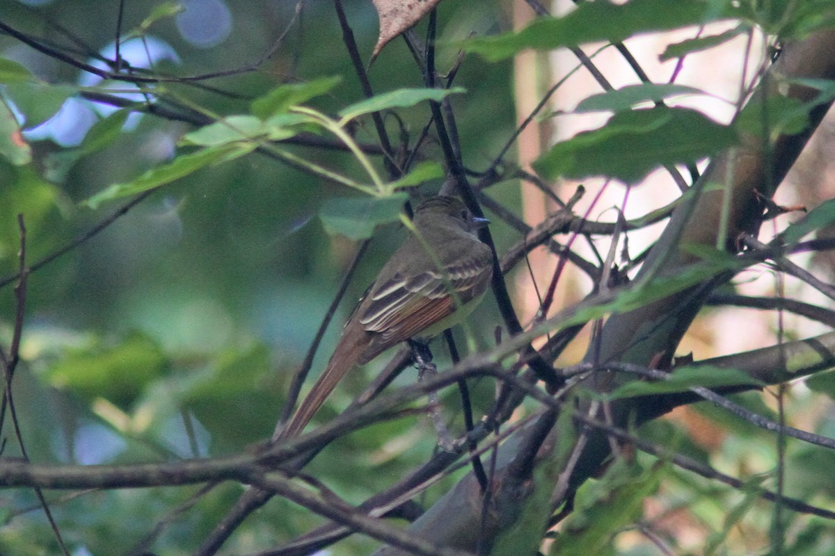 tanımsız Myiarchus sp. - ML134628181