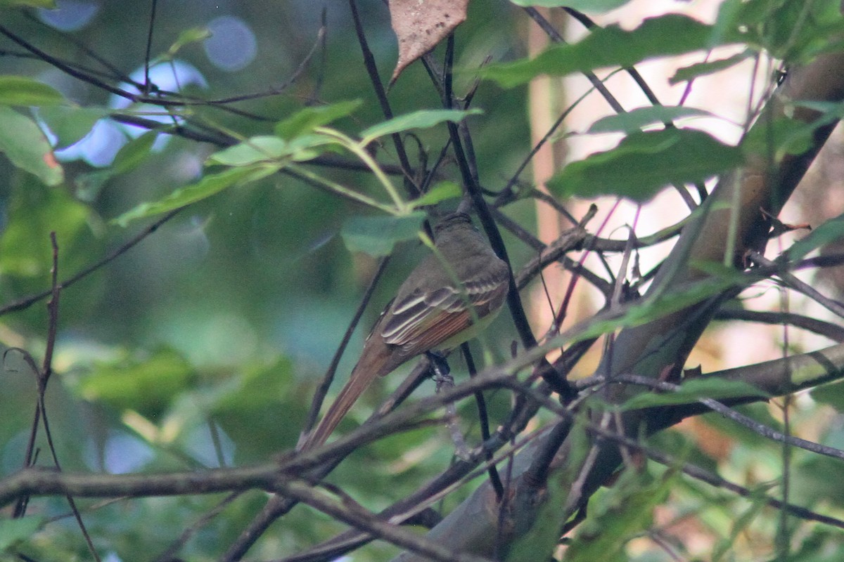 tanımsız Myiarchus sp. - ML134628191