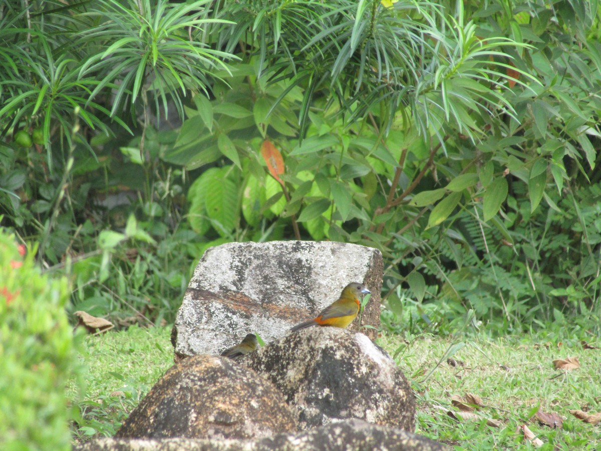 Tangara Terciopelo (costaricensis) - ML134628201