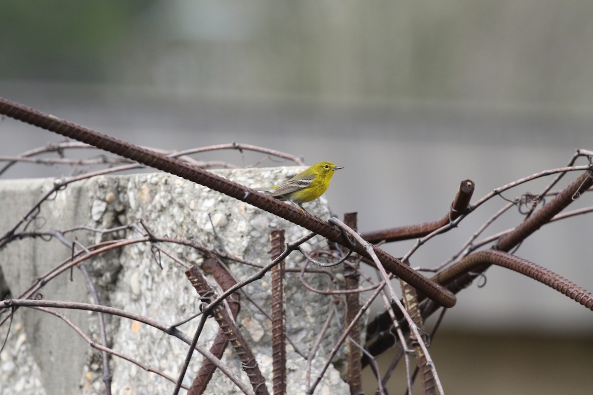 Pine Warbler - ML134628451