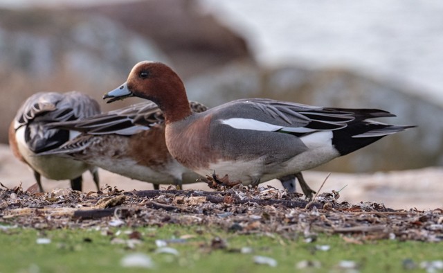 Eurasian Wigeon - ML134628491