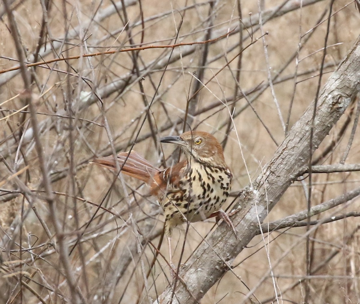 Brown Thrasher - ML134628581