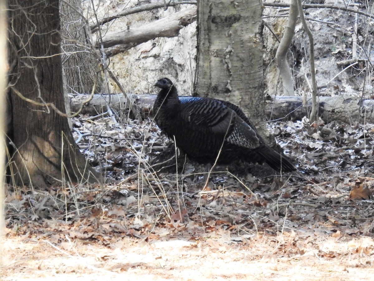 Wild Turkey - ML134629481